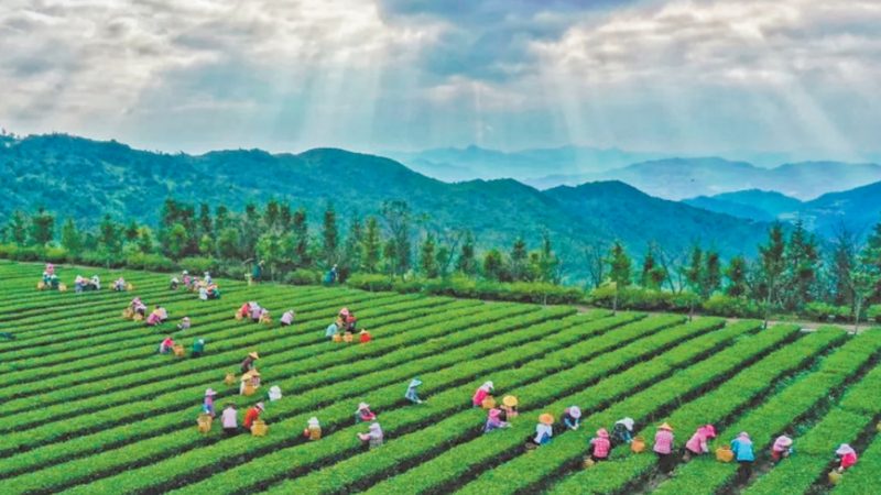 农资无人机打药：如何选择合适的设备与价格**
