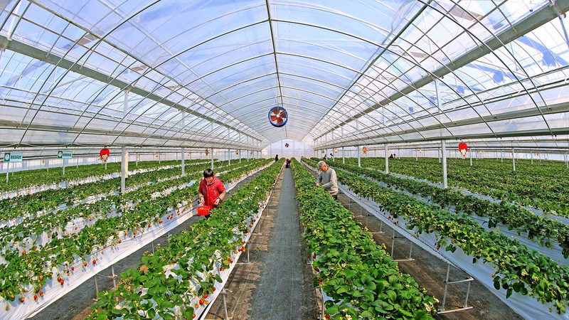 绿色食品标志：如何规范使用与下载