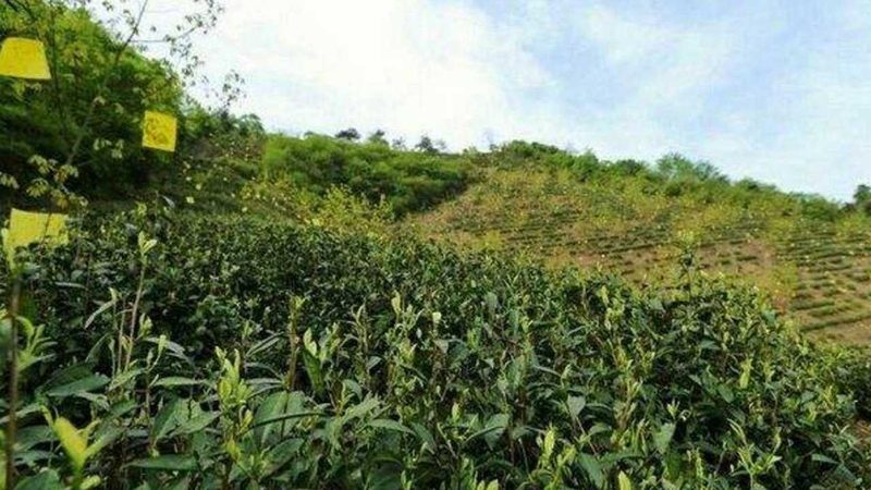 农业种植技术加盟代理：如何选择合适的合作伙伴**