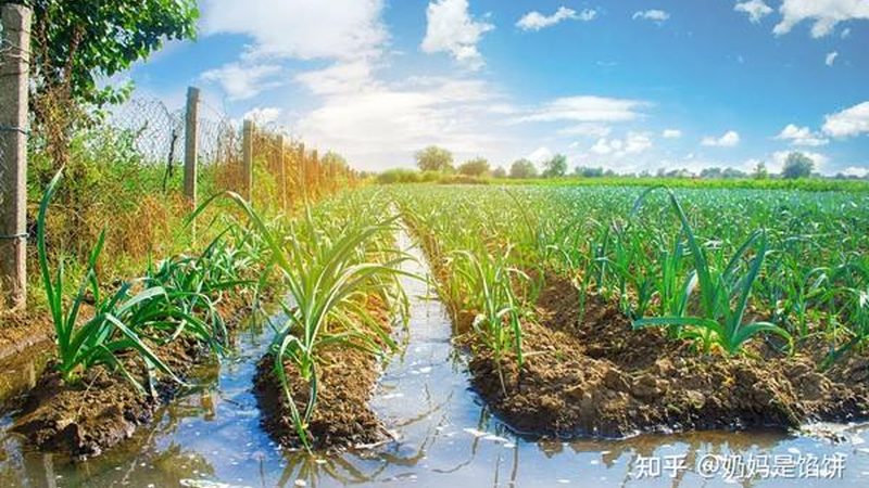 粮食种子优劣区别：如何科学甄别与选择