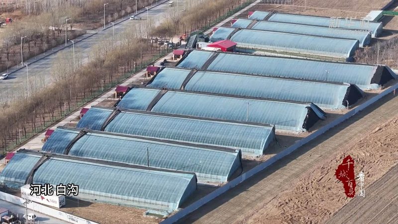钢结构温室大棚尺寸参数解析：关键因素与选型逻辑