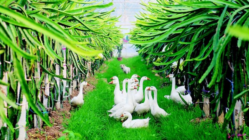 阳台上的田园梦：家庭阳台种植技术解析**